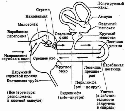 Блок схема слухового анализатора